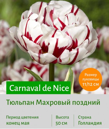 Тюльпан Махровый поздний (double late) Carnaval de Nice